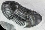 Paralejurus Trilobite Fossil - Top Quality Specimen #105163-3